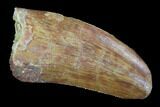 Serrated, Juvenile Carcharodontosaurus Tooth #93201-1